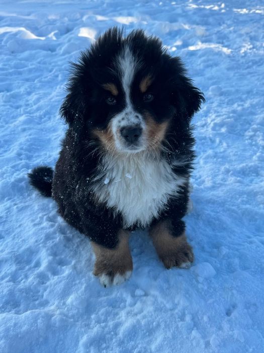 Berneński Pies Pasterski