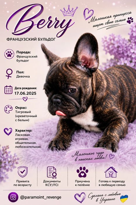 Цуценя французького бульдога