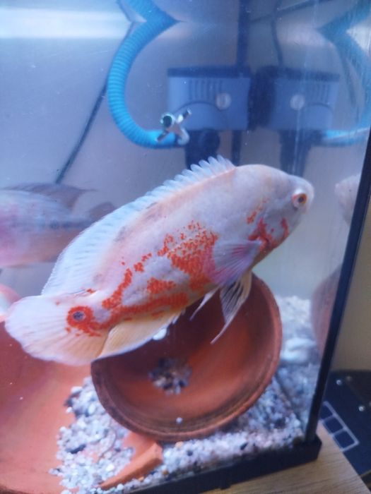 Casal de Oscar red tigre albino +20cm