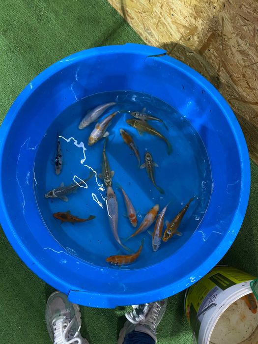 Vendo carpas koi