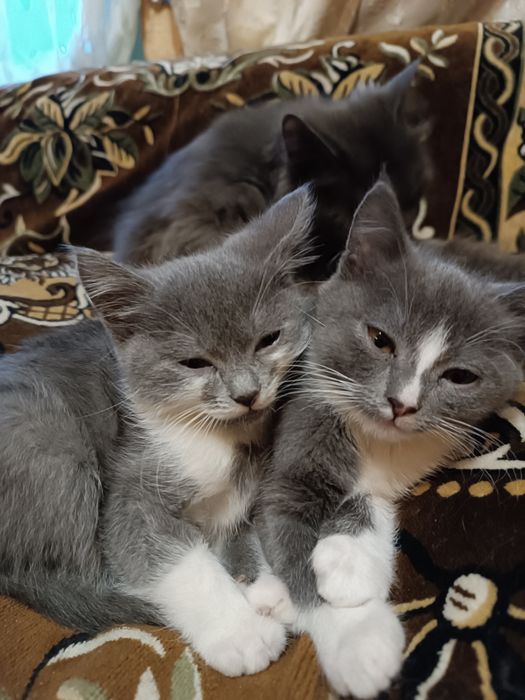 Кошенята в добрі руки