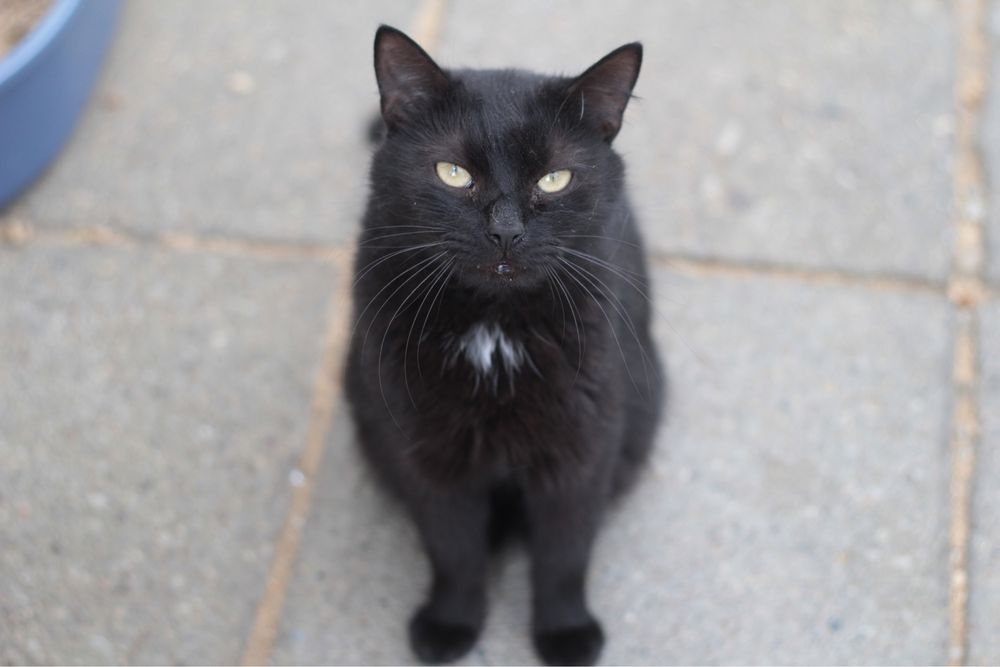 Czy ten piękniś ma jeszcze szansę na prawdziwy dom?