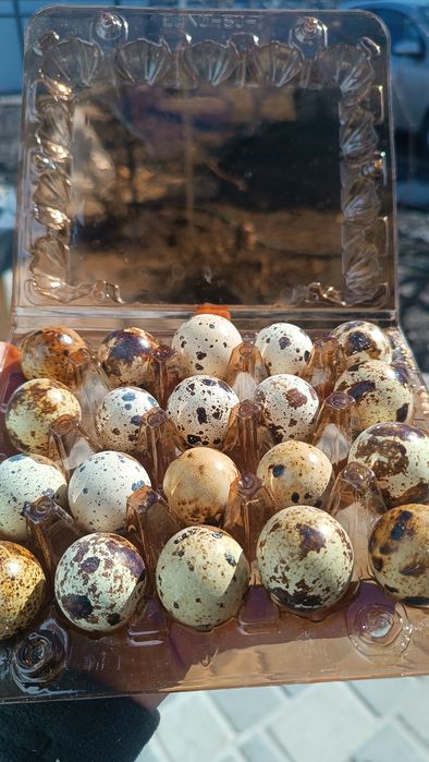 Домашні  перепелині яйця