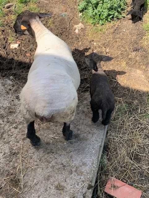 Ovelhas Suffolk machos