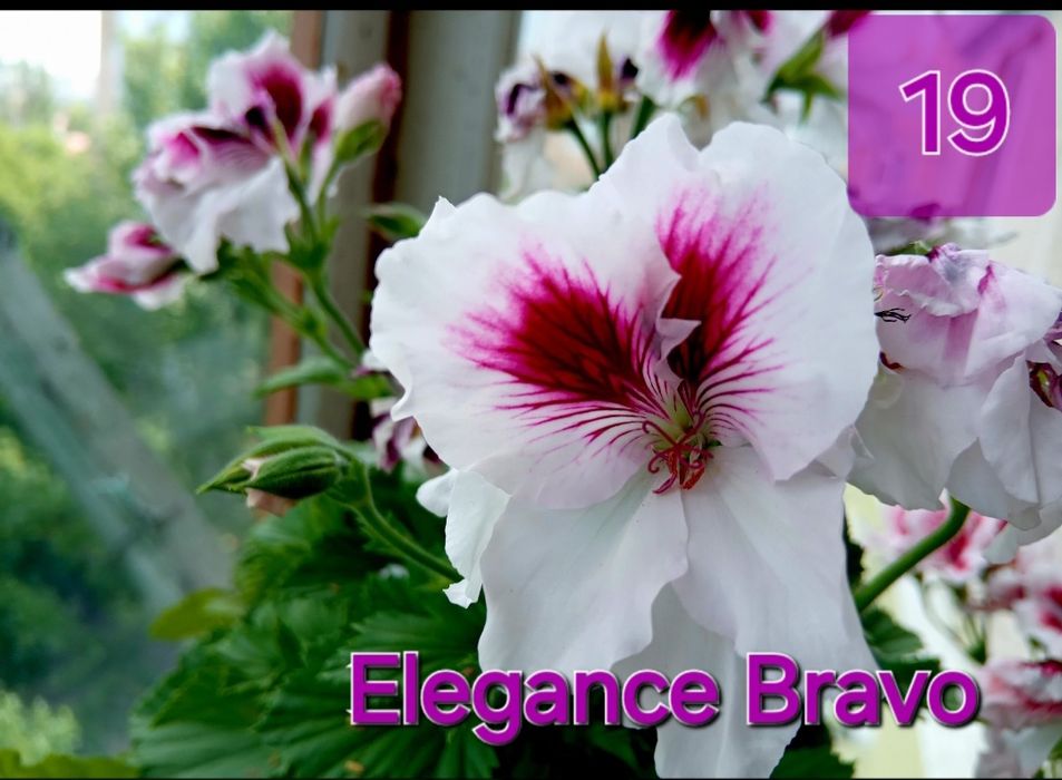 Королівська пеларгонія