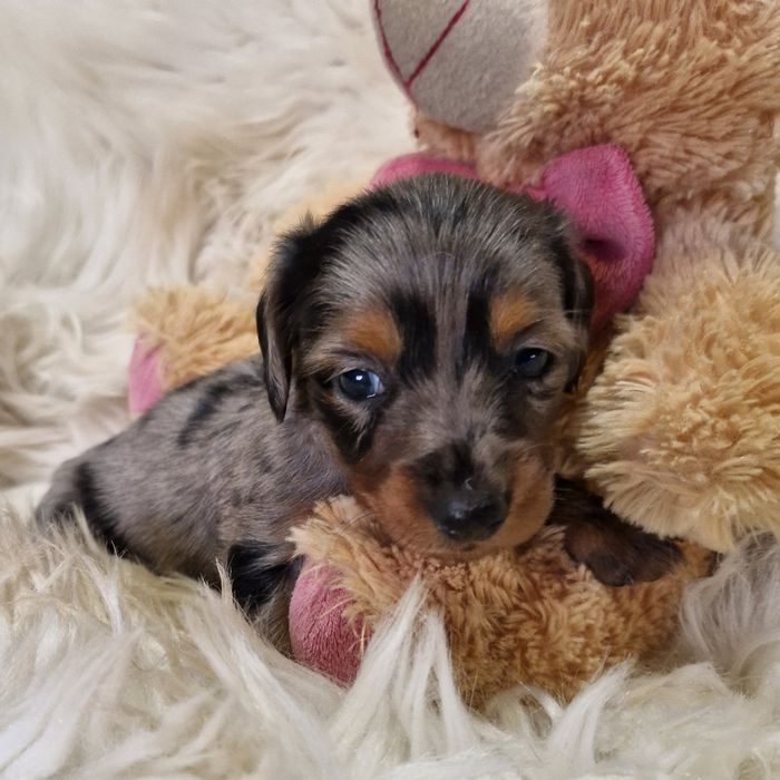**HEIDY**jamnik miniaturowy sunia  blue merle krótkowłosa