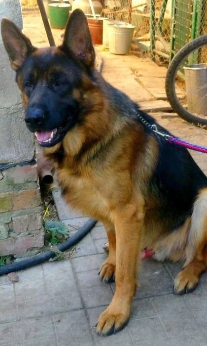 Для ценителей качества щенки нем овчарки