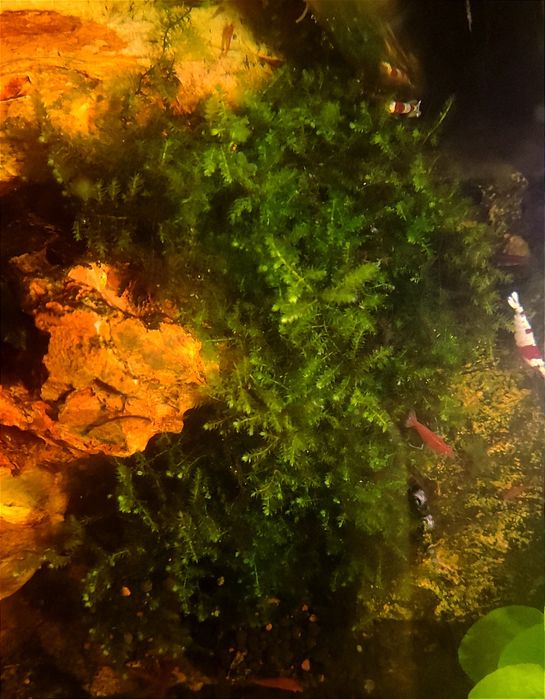 Christmas moss - vesicularia montagnei