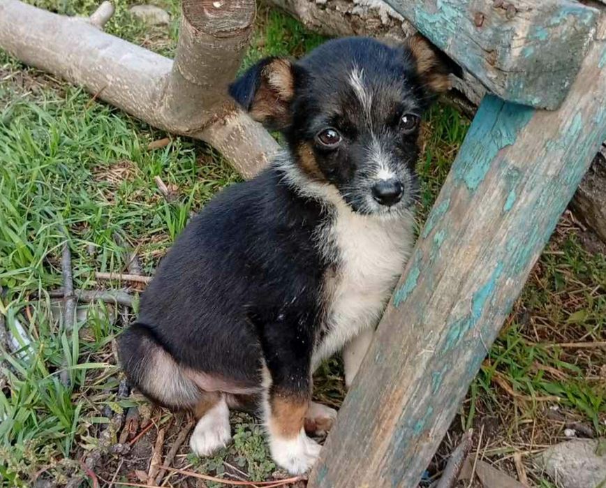 Цуценята шукають свої сім'ї