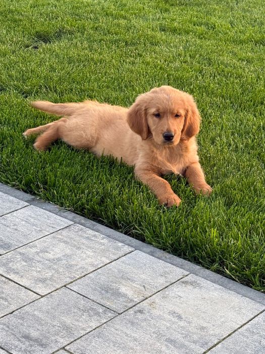 Piekny Piesek Golden Retriever