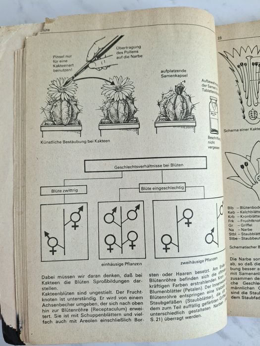 Поради для любителів кактусів Зігфрід Бреме