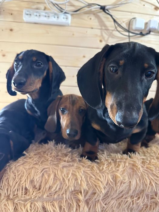 Цуценята гладкошерстної такси з документами/ гладкошерстная такса