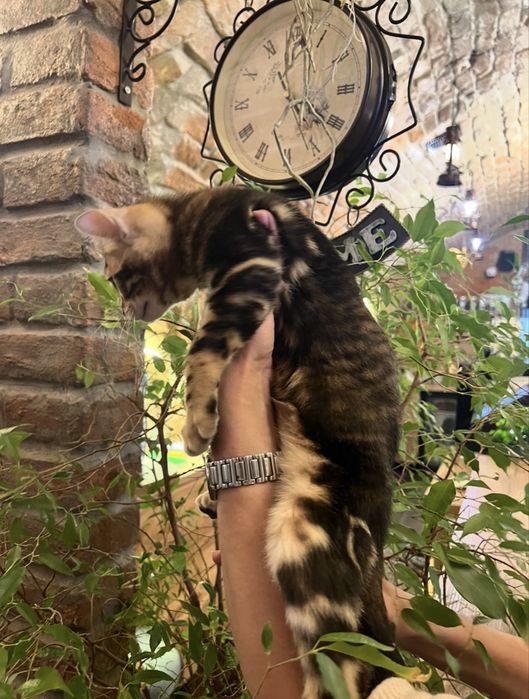 Бенгальське кошеня