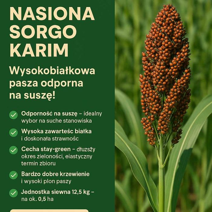 Sorgo kiszonkarskie, sorgo do siewu, kwalifikat sorgo na 1ha nutrihony