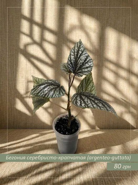 Бегония серебристо-крапчатая (argenteo-guttata)