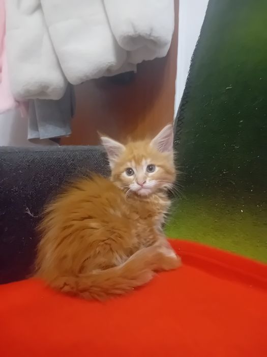 Kotka Maine Coon o imieniu Catti Rezerwacja