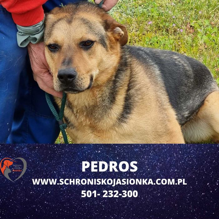 PEDROS do adopcji – Schronisko Jasionka