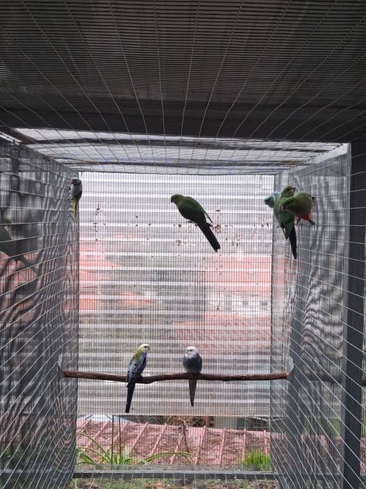 King parrot fêmea 2023