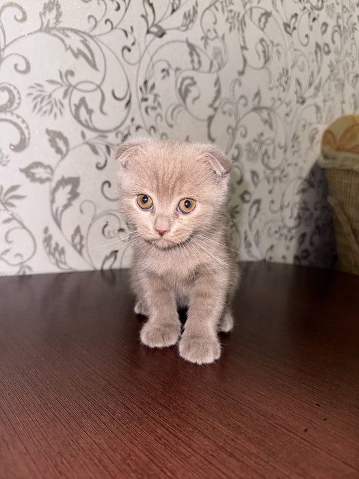 4 шотланскі кошенята