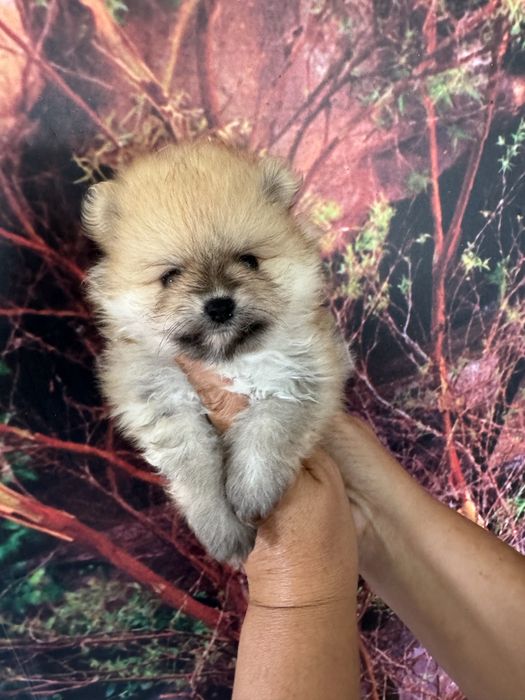 Lulu da Pomerânia Anão