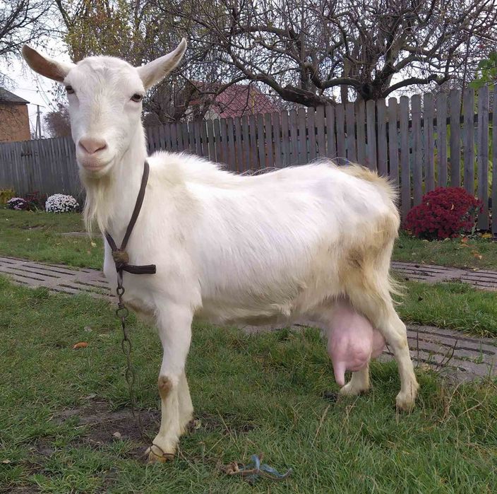 Продам Козу Полтавської породи