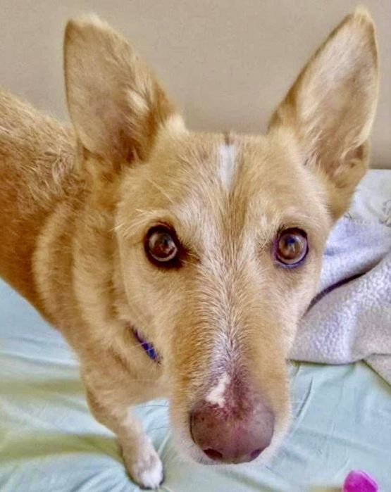 Cão adulto para adoção responsável