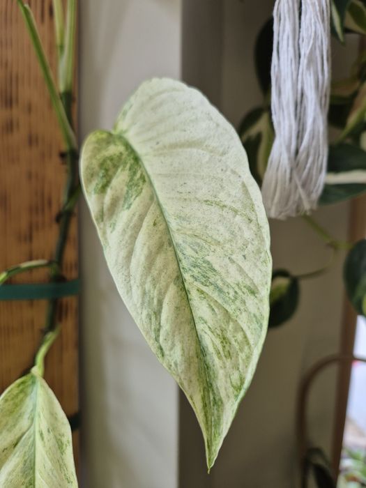 Monstera Laniata Mint