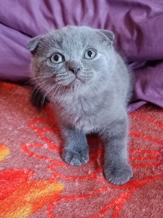 Котята породи шотландський віслоухий.