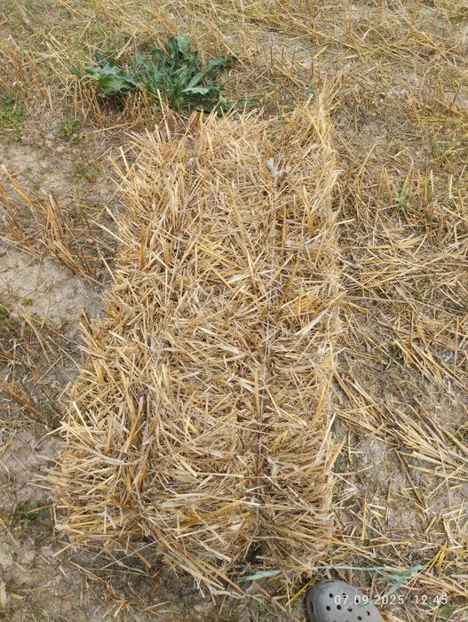 Продам зерно пшениці ячменю вівса