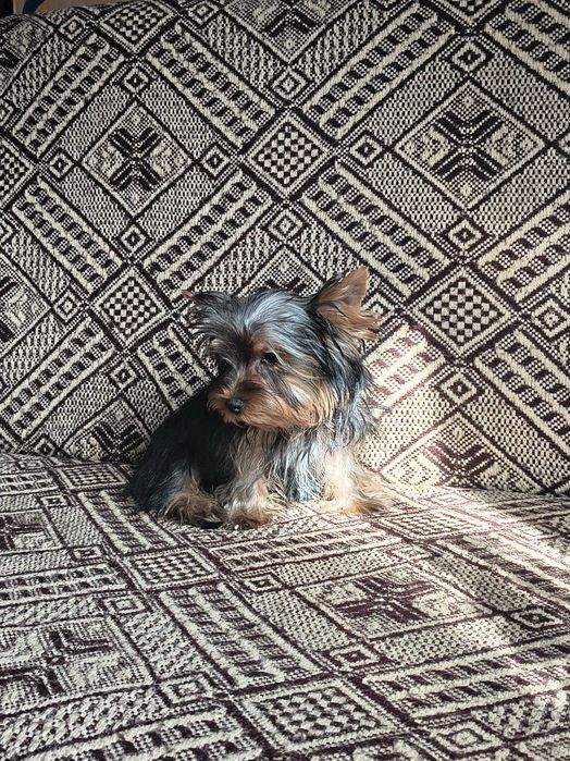 York Yorkshire terrier piesek
