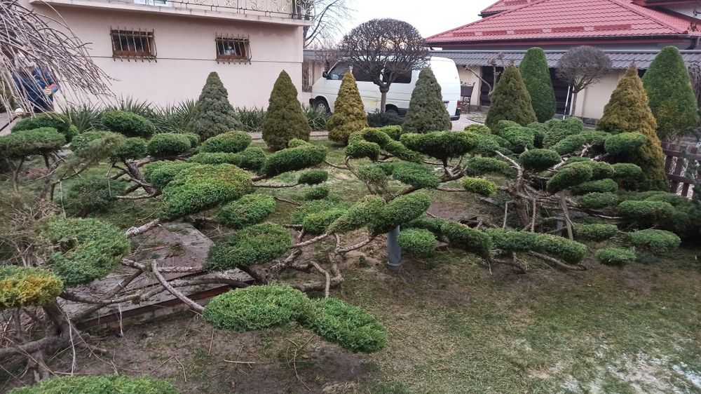 Стрижка туй Львів / Топіарна стрижка рослин / Догляд за територією /