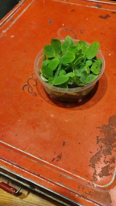 Anubisa Lotos Pistia Trawa Rogatek