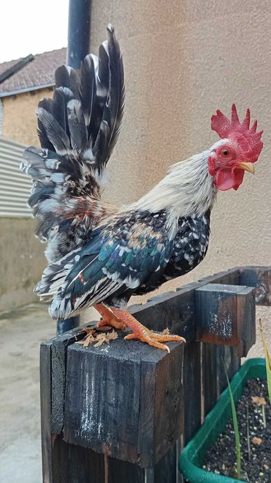 Seramas ovos Férteis