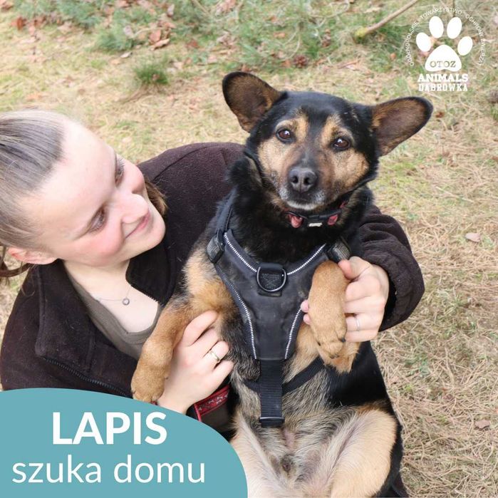 Lapis szuka domu!