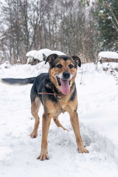 BRUTUSEK –Cudowny pies kochający człowieka | 8 lat, 27 kg | Schronisko