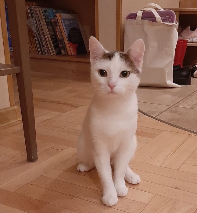 Agroma  roczna kotka wykastrowana