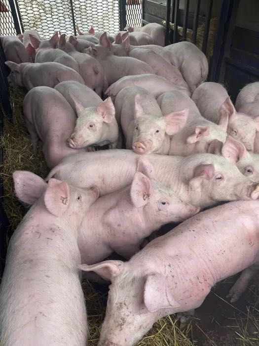 Продам хпоросята ороші