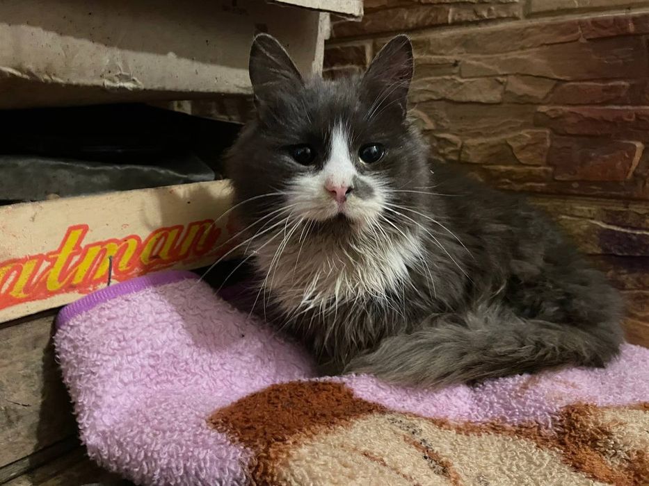 Продаю кота за 100грн