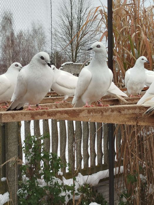 Gołębie jasne Zapraszam