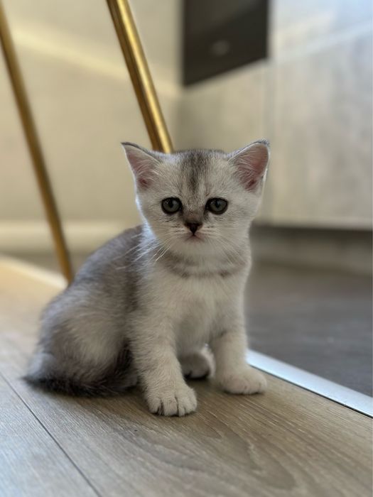 Кошеня (дівчинка, срібляста шиншила, шотландська прямовуха)
