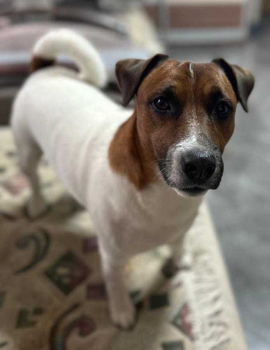 Зникла собака, Мейсон