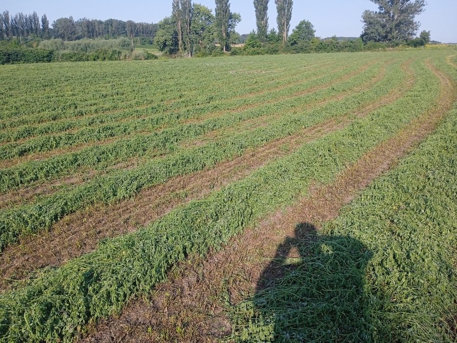 Сіно в тюках люцерна молода