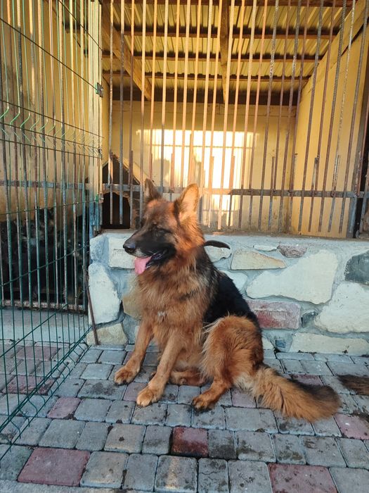 Продаються цуценята німецької вівчарки