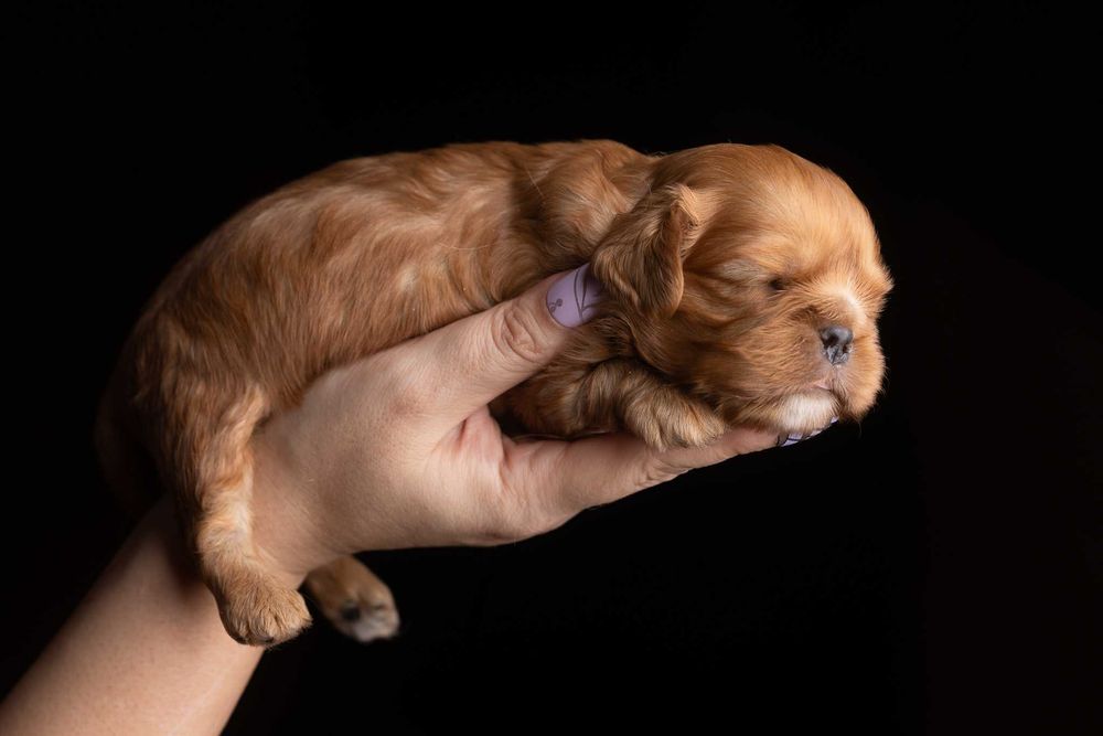 Cavalier King Charles Spaniel* Chłopczyk ruby