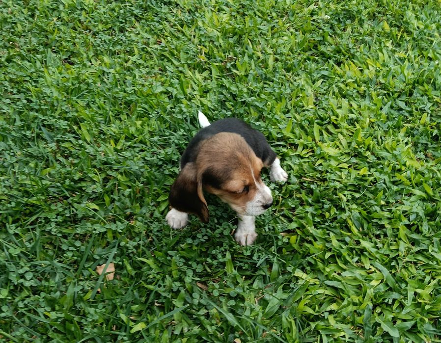 Beagle fêmea t + pequeno