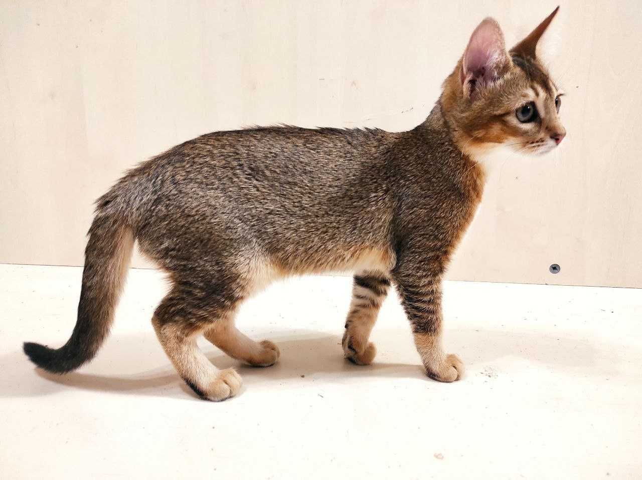Сколько стоит камышовый кот