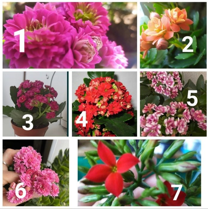 Вазони каланхоє колекція