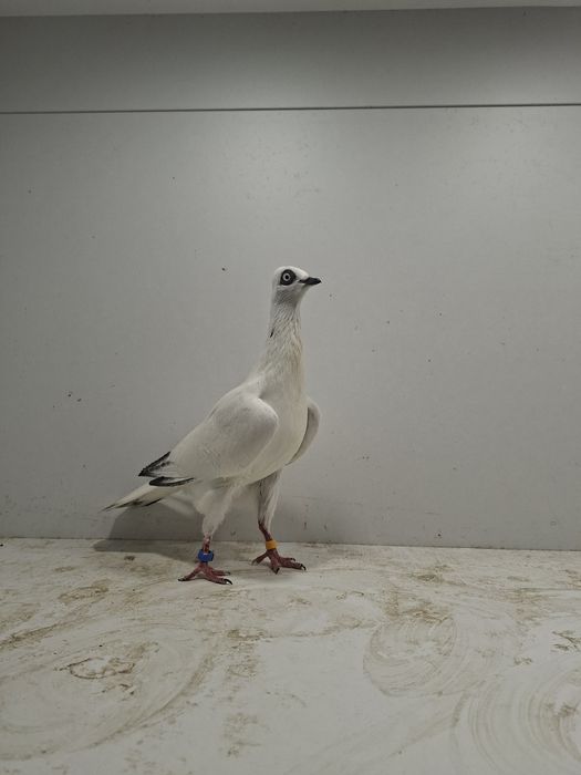 Wiedeński lotny, Wiedeńskie lotne