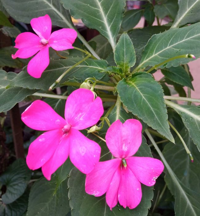 Комнатные растения