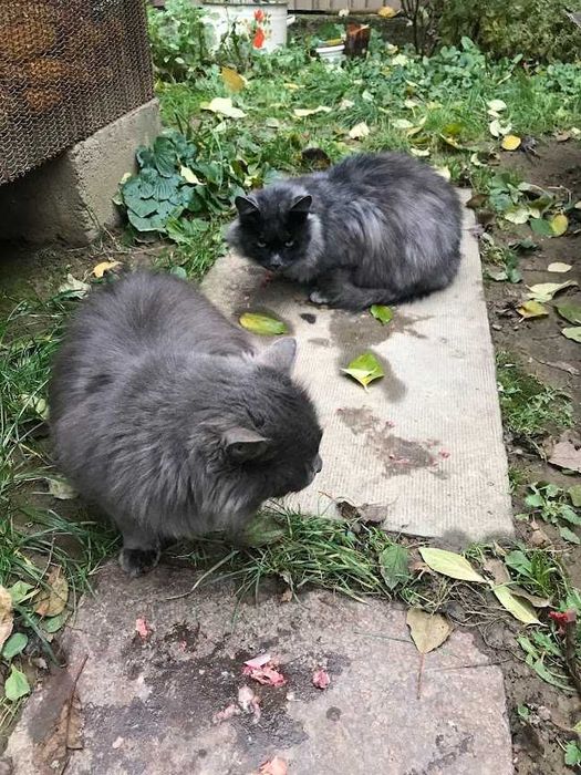 Кіт та кішка ,,нібелунг".